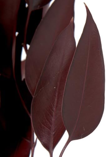 Vickerman 18 In Red Weeping Willow Eucalyptus Bundle