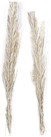 Deco 79 Dried Pigeon Pea Tall Sticks Natural Foliage Set of 2