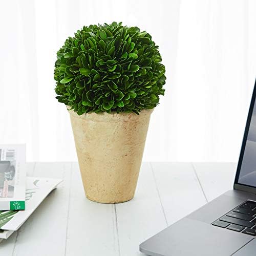 Real Preserved Boxwood Evergreen Potted Tree Globe Topiary 11 Inches