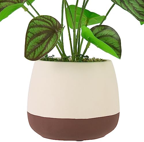 Northlight Artificial Peperomia Plant in Two-Tone Ceramic Pot