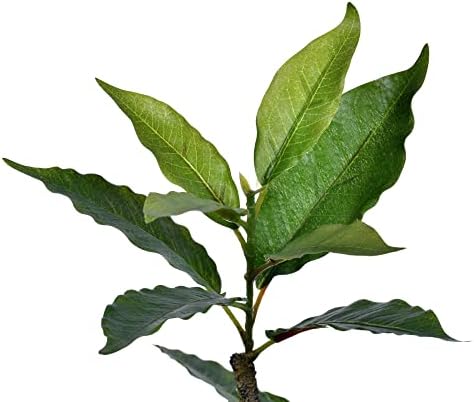 Vickerman 6 Foot Realistic Artificial Nandina Tree with 284 Leaves