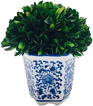 Galt International 7 Inch Preserved Boxwood Ball in Blue White China Pot