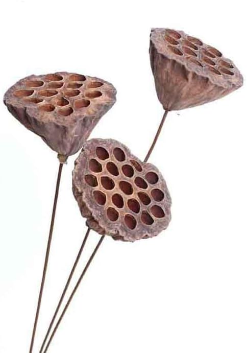 DongArts Dried Lotus Pods with Stems for Home Decor