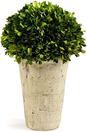 Traditional Garden Preserved Boxwood Three Quarter Ball in Tom Pot Green 1