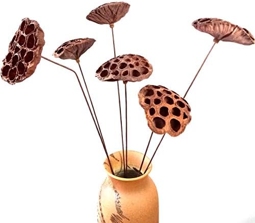 DongArts Dried Lotus Pods with Stems for Home Decor