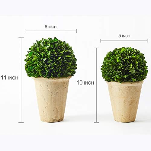 Real Preserved Boxwood Evergreen Potted Tree Globe Topiary 11 Inches