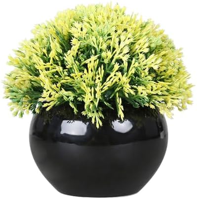 Small Potted Boxwood Topiary with Black Ceramic Pot