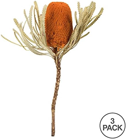 Vickerman 12 Inch Jumbo Autumn Banksia Flowers with Stem 3 Per Pack