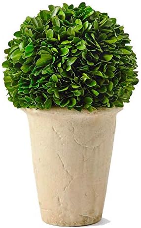 Real Preserved Boxwood Evergreen Potted Tree Globe Topiary 11 Inches