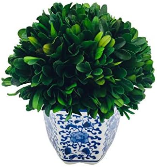 Galt International 7 Inch Preserved Boxwood Ball in Blue White China Pot