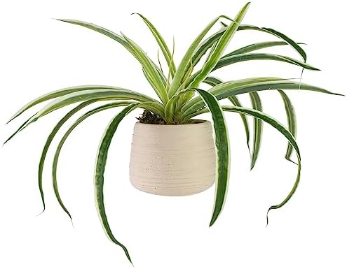 Northlight Artificial Spider Plant in Beige Ceramic Pot 20 Inch