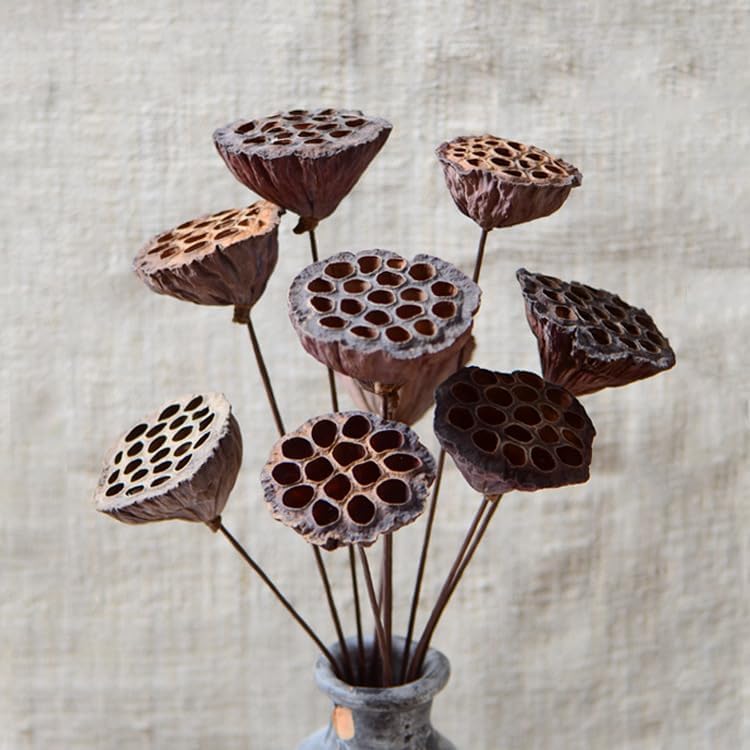 DongArts Dried Lotus Pods with Stems for Home Decor