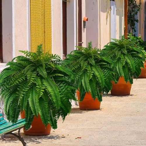 DACHUI 48 Inch Artificial Boston Fern Bush 88 Branches