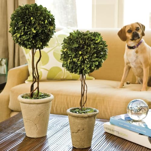 Traditional Garden Preserved Boxwood Single Ball 25 Inch