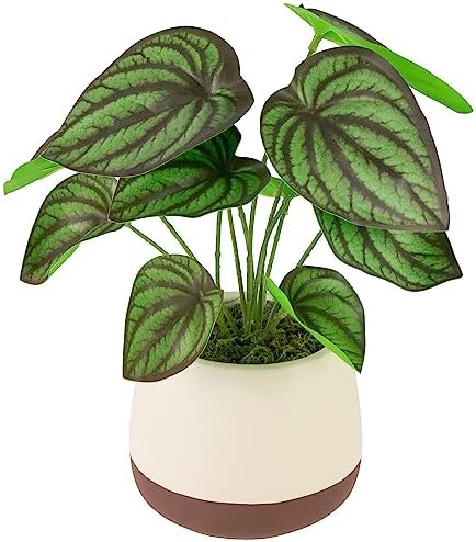 Northlight Artificial Peperomia Plant in Two-Tone Ceramic Pot