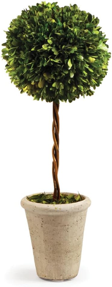 Traditional Garden Preserved Boxwood Single Ball 25 Inch