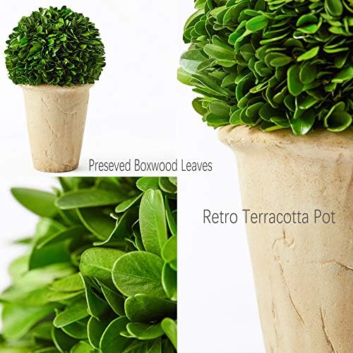 Real Preserved Boxwood Evergreen Potted Tree Globe Topiary 11 Inches