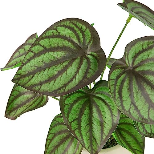 Northlight Artificial Peperomia Plant in Two-Tone Ceramic Pot