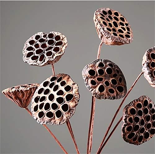 DongArts Dried Lotus Pods with Stems for Home Decor