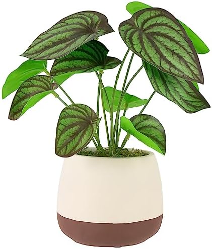Northlight Artificial Peperomia Plant in Two-Tone Ceramic Pot