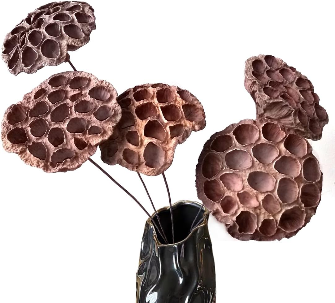 DongArts Dried Lotus Pods with Stems for Home Decor
