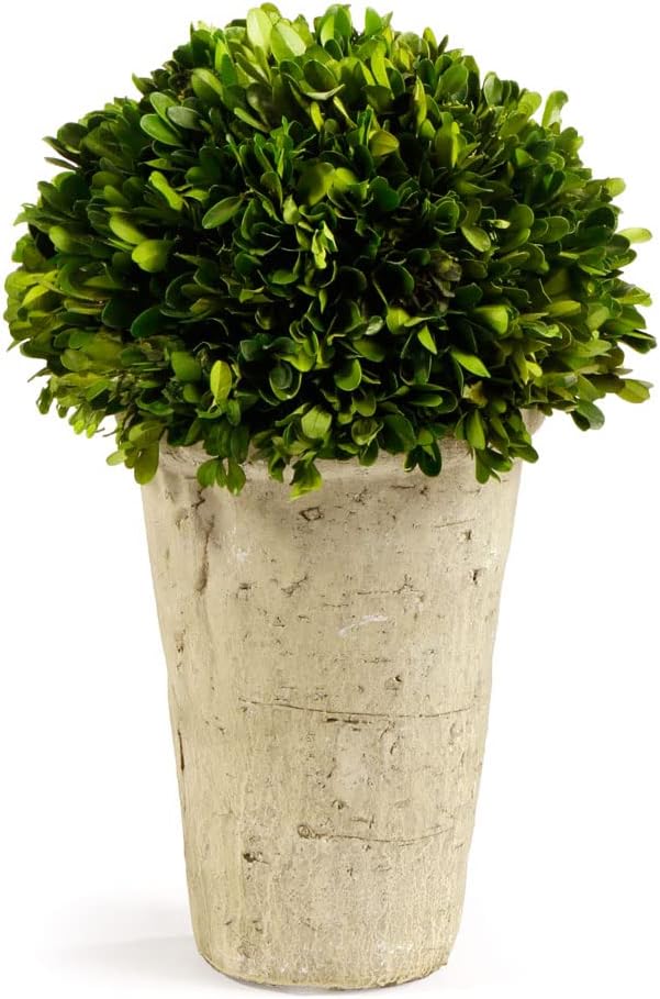 Traditional Garden Preserved Boxwood Three Quarter Ball in Tom Pot Green 1