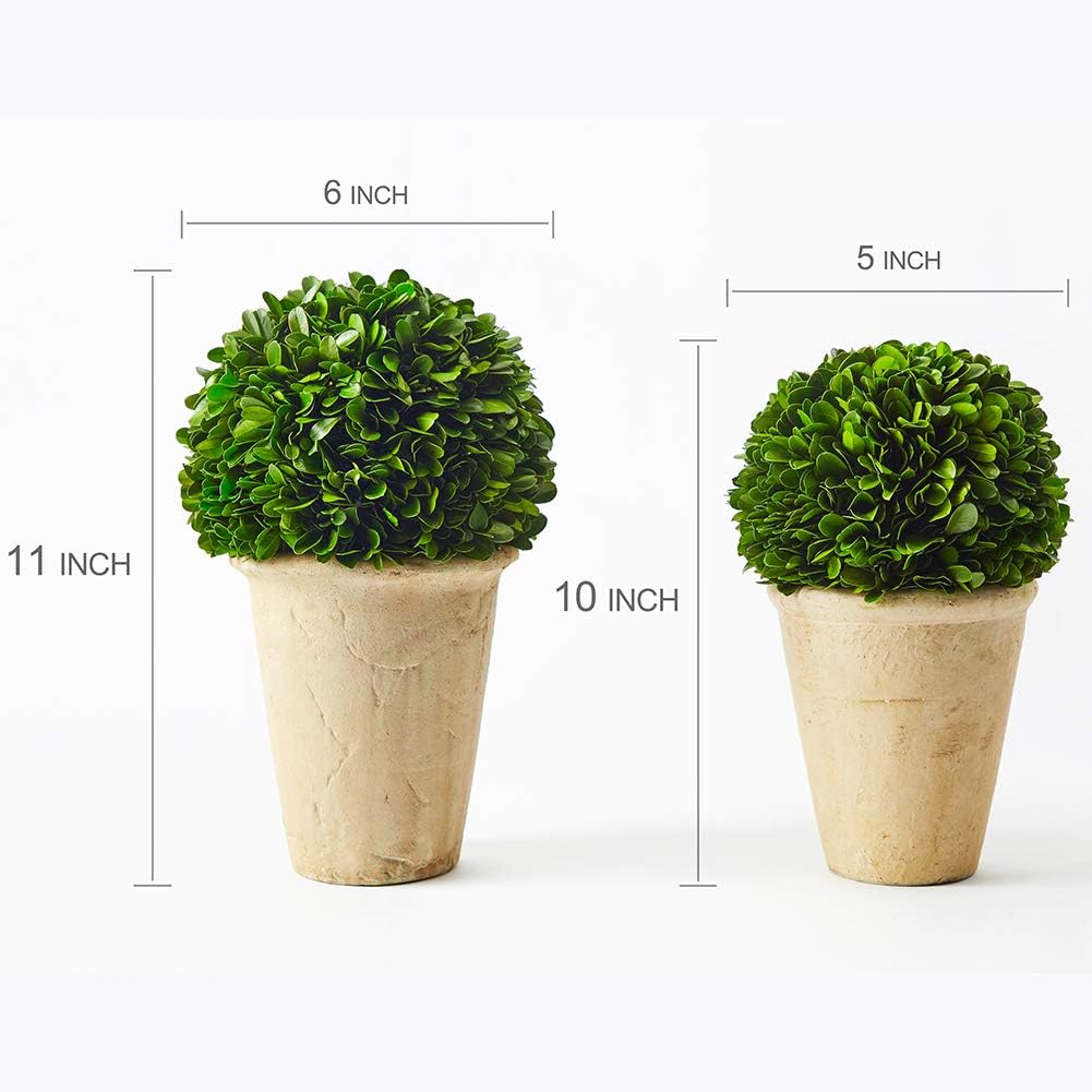 Real Preserved Boxwood Evergreen Potted Tree Globe Topiary 11 Inches