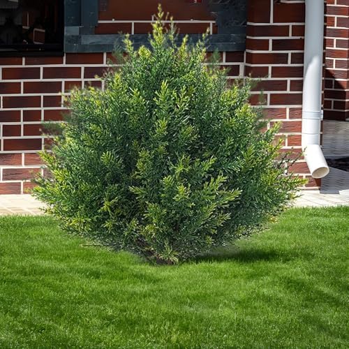 Artificial Cedar Topiary Trees Faux Greenery Decor