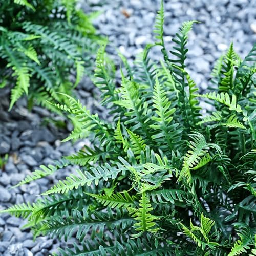 Alyptus UV Resistant Artificial Ferns 16 Bundles