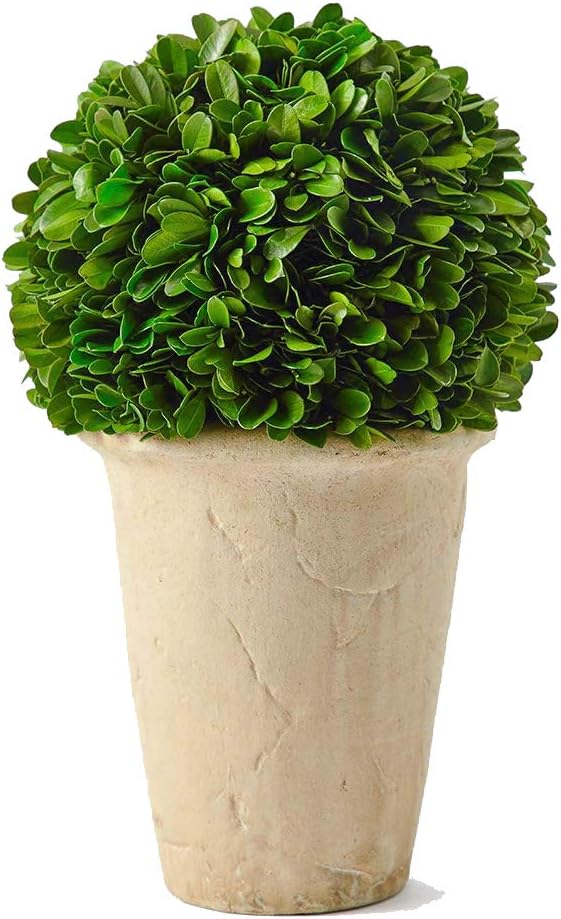 Real Preserved Boxwood Evergreen Potted Tree Globe Topiary 11 Inches