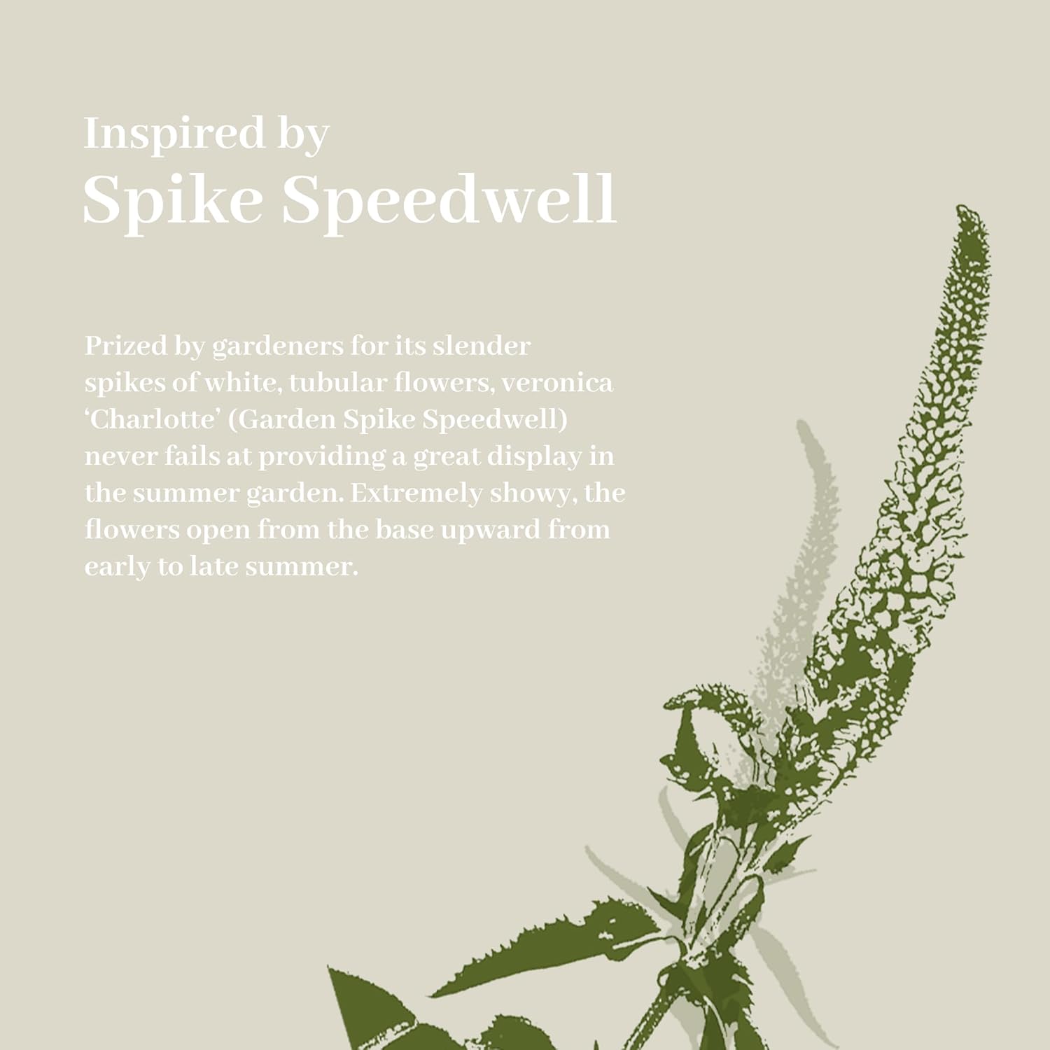 KOL 4ft Artificial Veronica Spiked Speedwell Grass