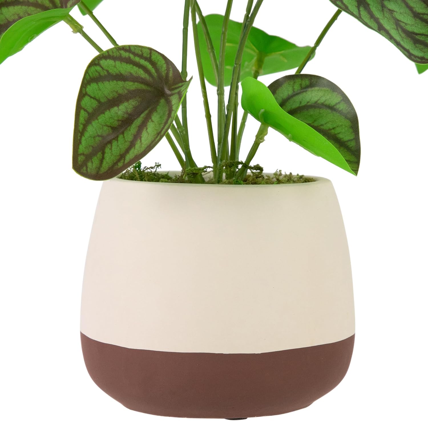 Northlight Artificial Peperomia Plant in Two-Tone Ceramic Pot