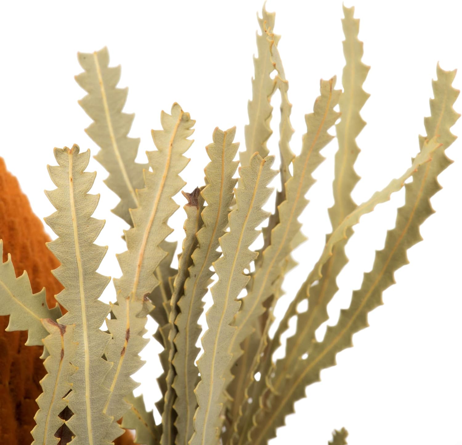Vickerman 12 Inch Jumbo Autumn Banksia Flowers with Stem 3 Per Pack