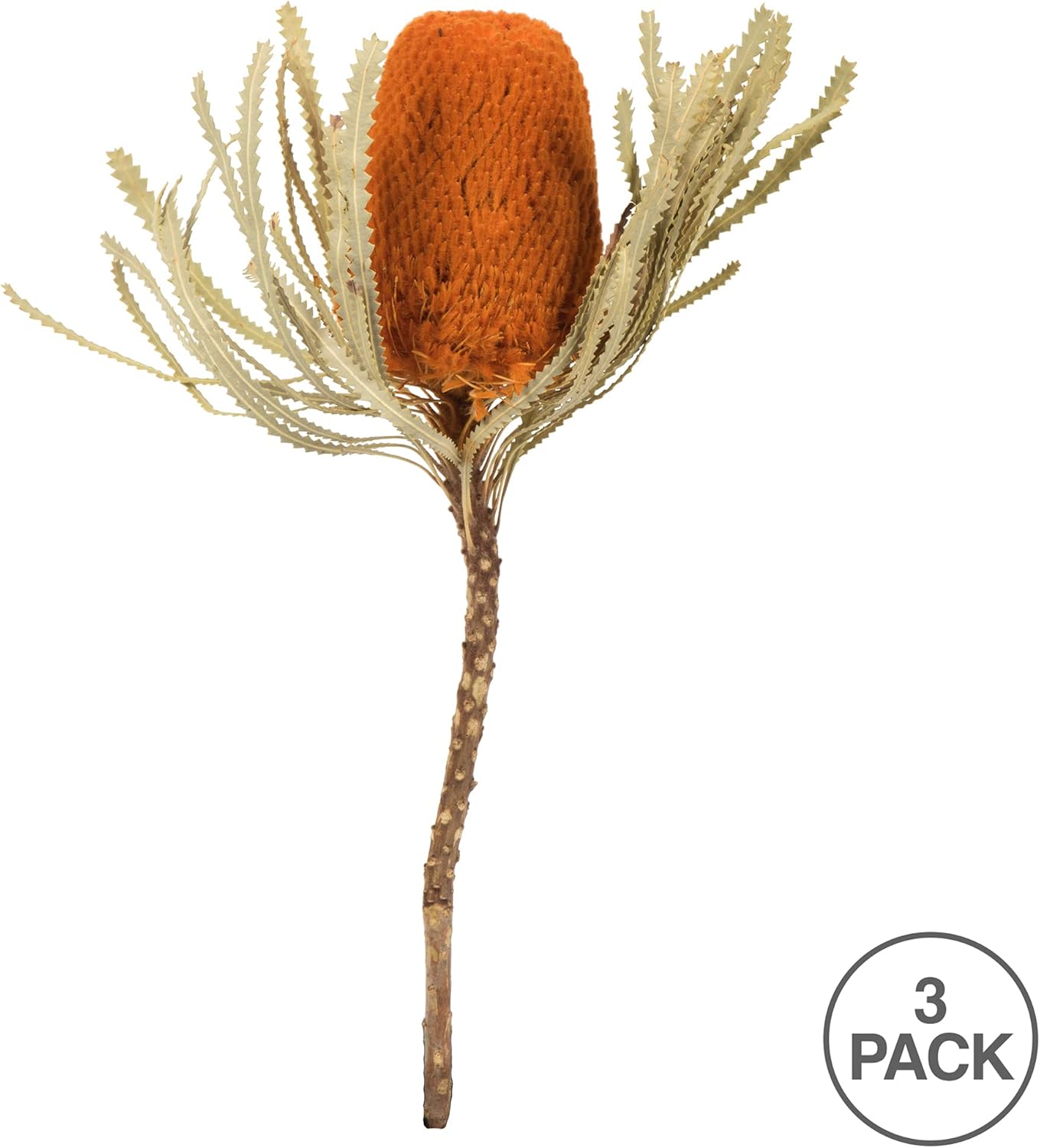 Vickerman 12 Inch Jumbo Autumn Banksia Flowers with Stem 3 Per Pack