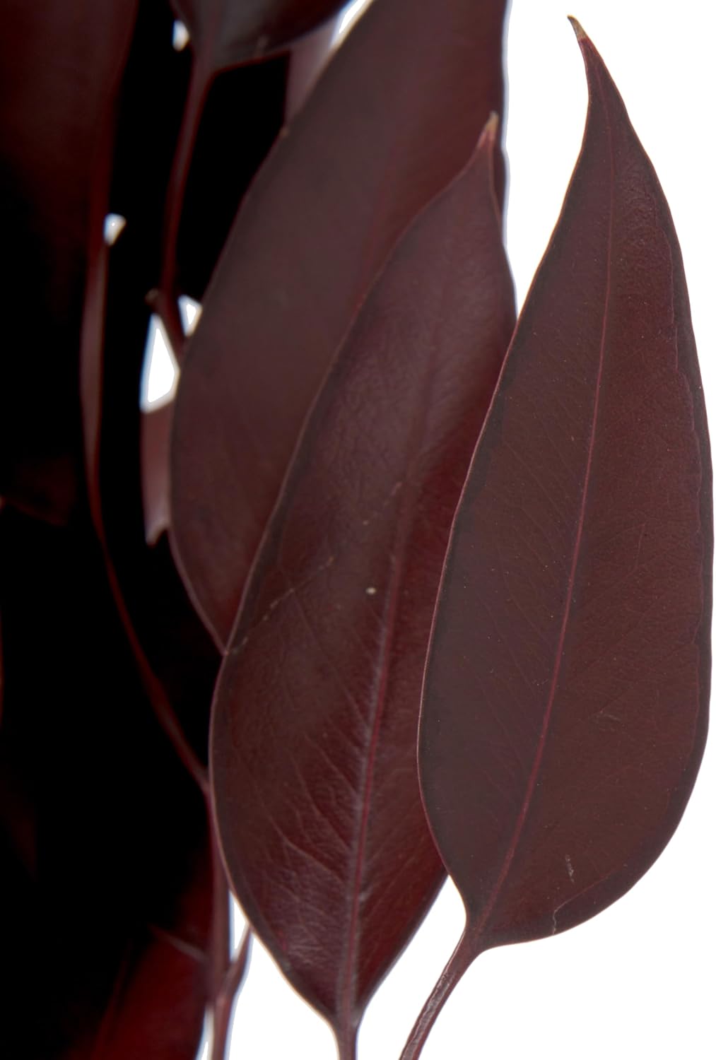 Vickerman 18 In Red Weeping Willow Eucalyptus Bundle