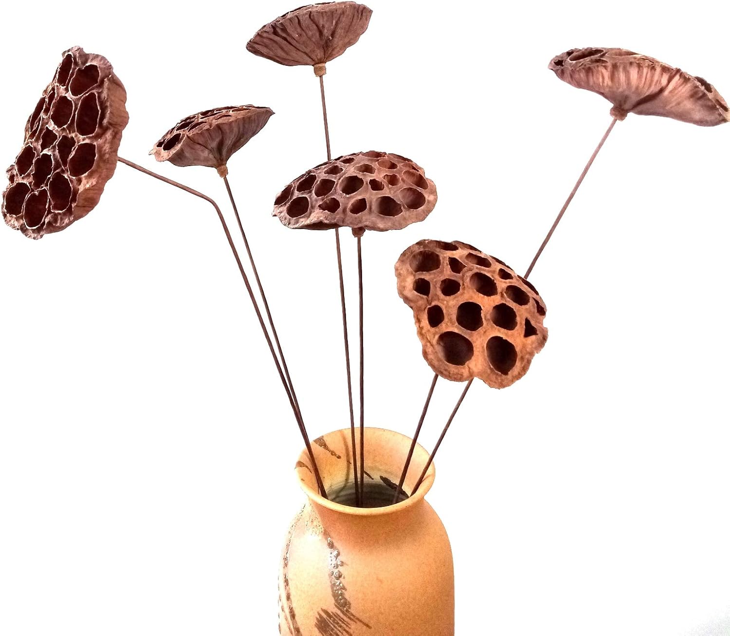 DongArts Dried Lotus Pods with Stems for Home Decor
