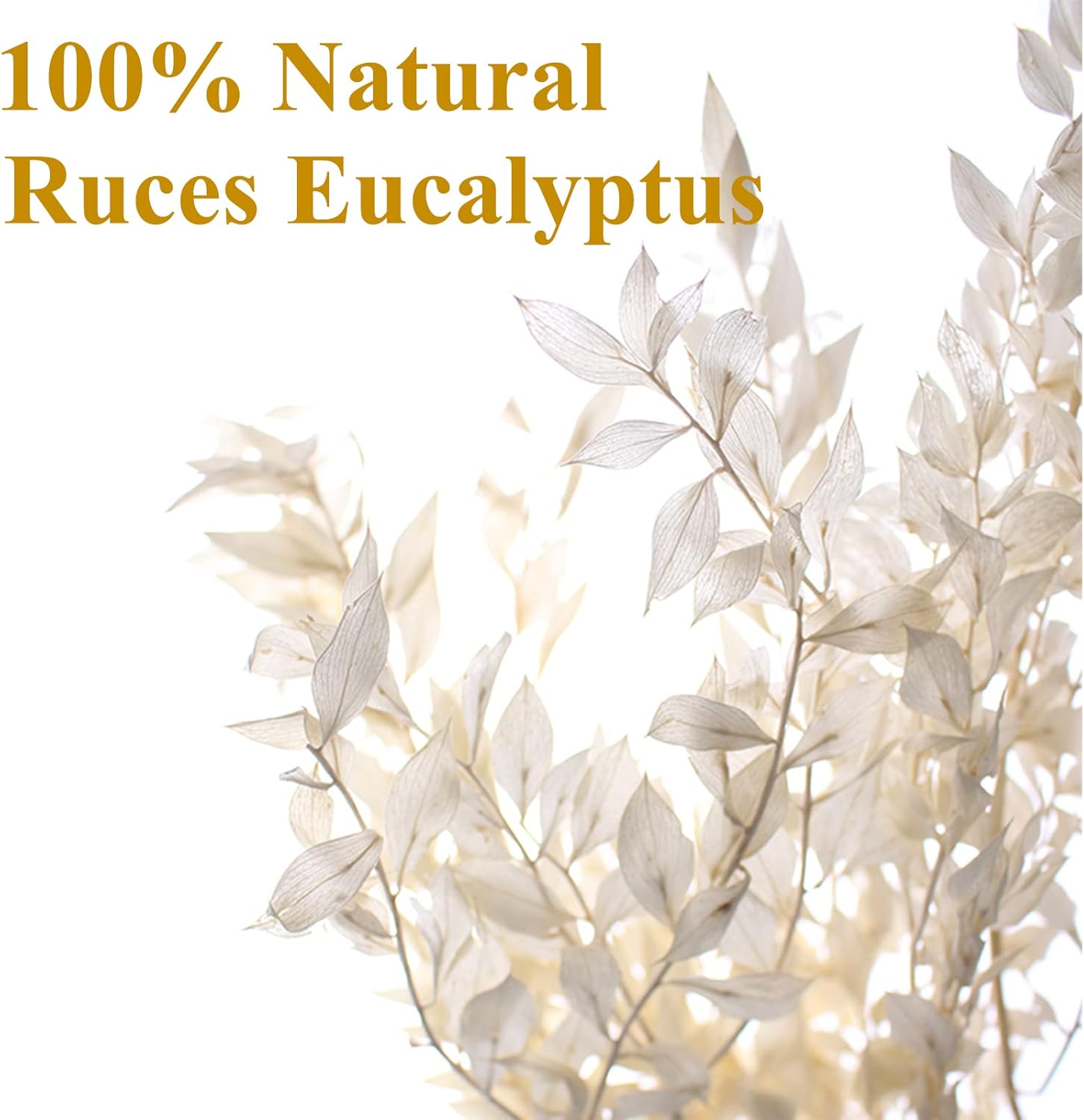 5Pcs Dried White Eucalyptus Ruscus for Wedding Vase Decor