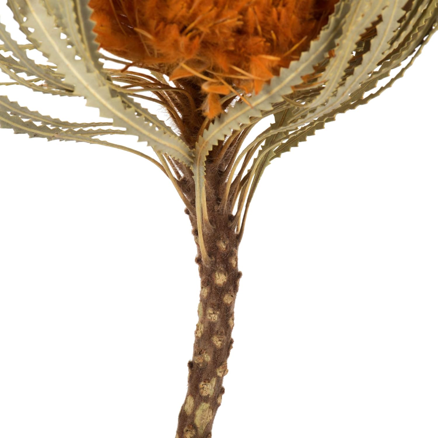 Vickerman 12 Inch Jumbo Autumn Banksia Flowers with Stem 3 Per Pack