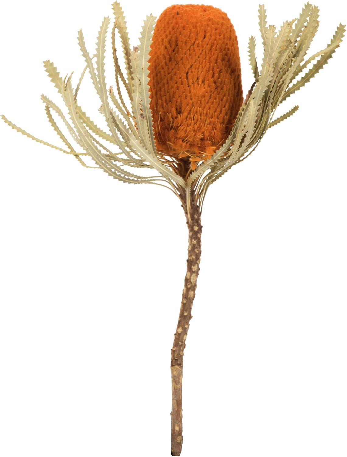 Vickerman 12 Inch Jumbo Autumn Banksia Flowers with Stem 3 Per Pack