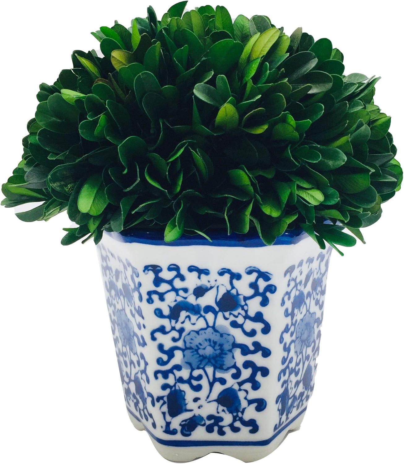 Galt International 7 Inch Preserved Boxwood Ball in Blue White China Pot