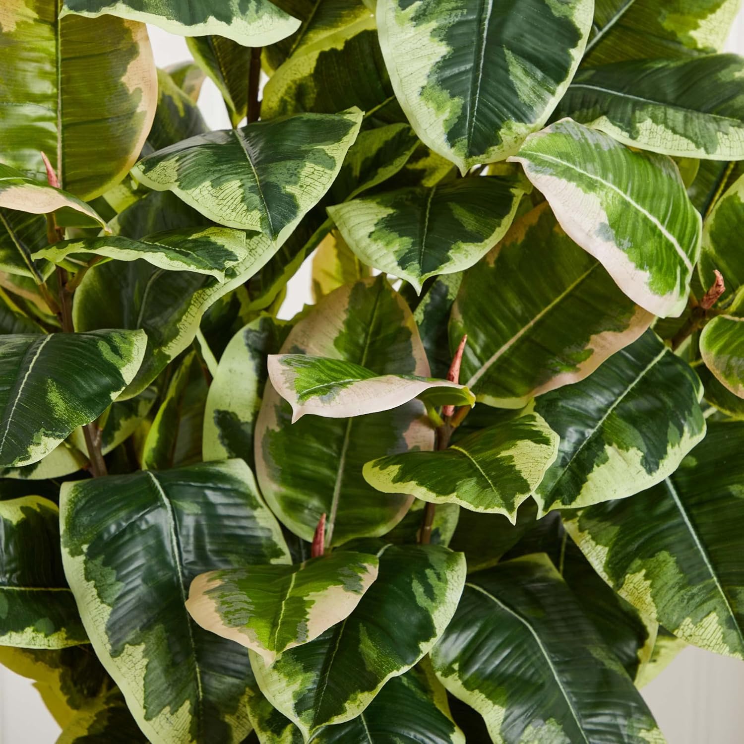 Nearly Natural Variegated Rubber Leaf Plant in White Tower Vase