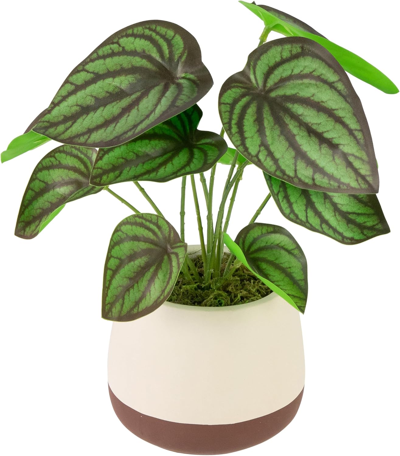 Northlight Artificial Peperomia Plant in Two-Tone Ceramic Pot