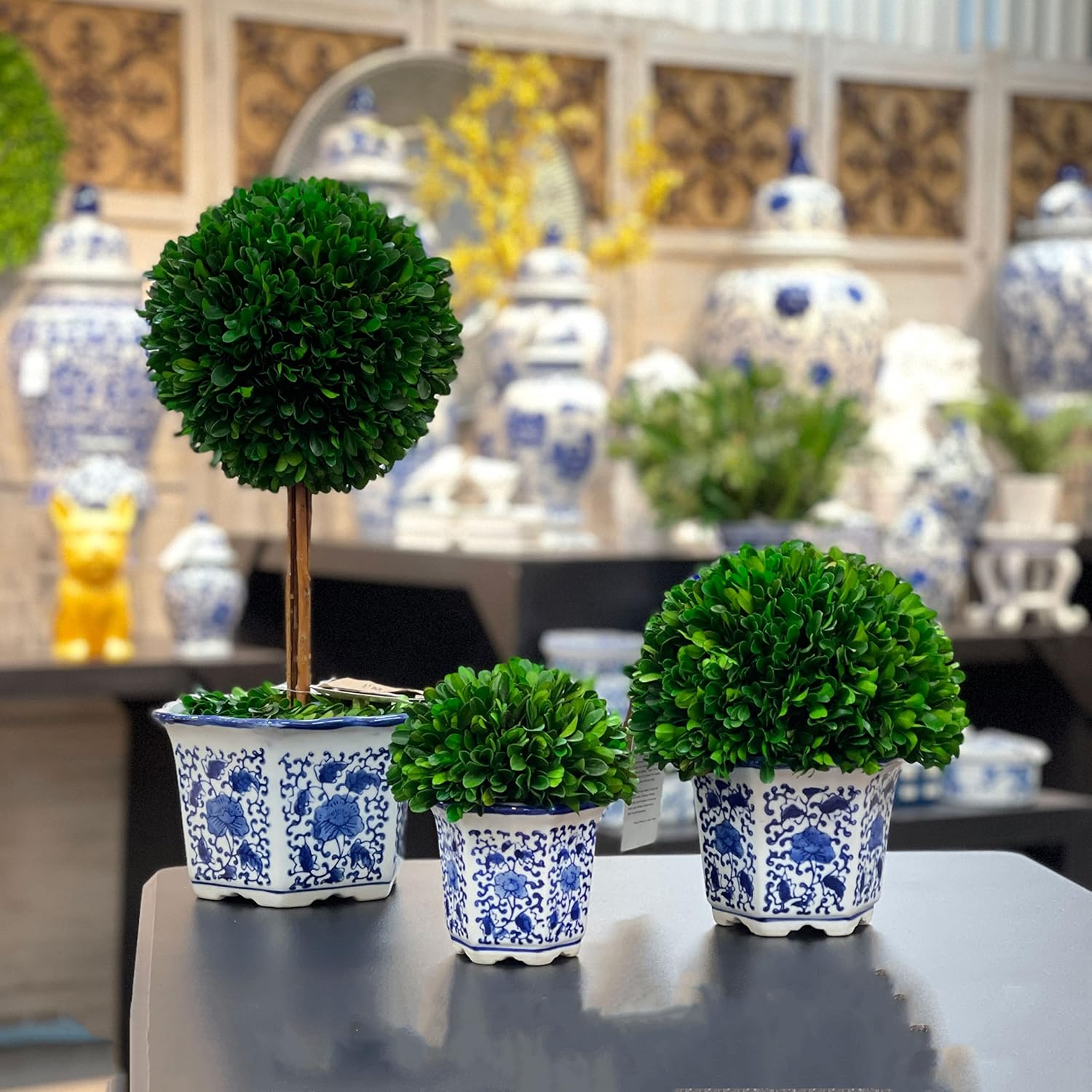 Galt International 7 Inch Preserved Boxwood Ball in Blue White China Pot