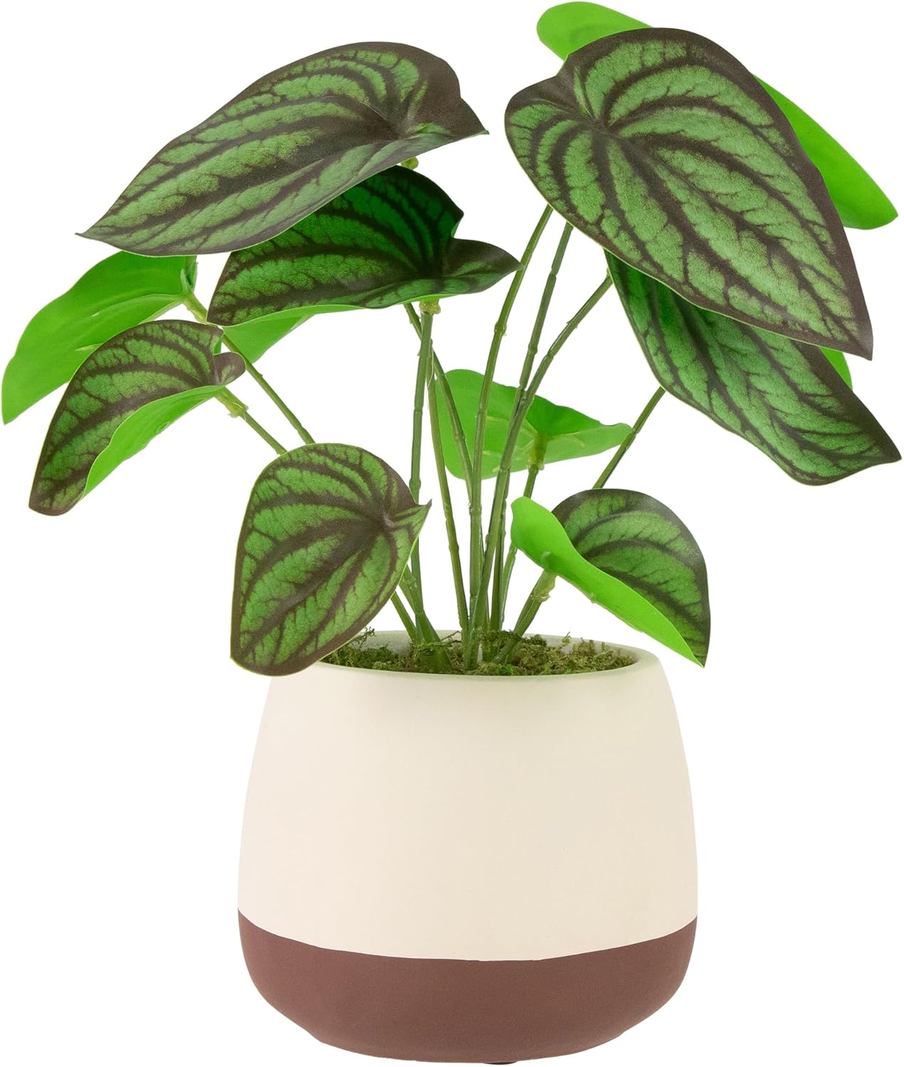 Northlight Artificial Peperomia Plant in Two-Tone Ceramic Pot