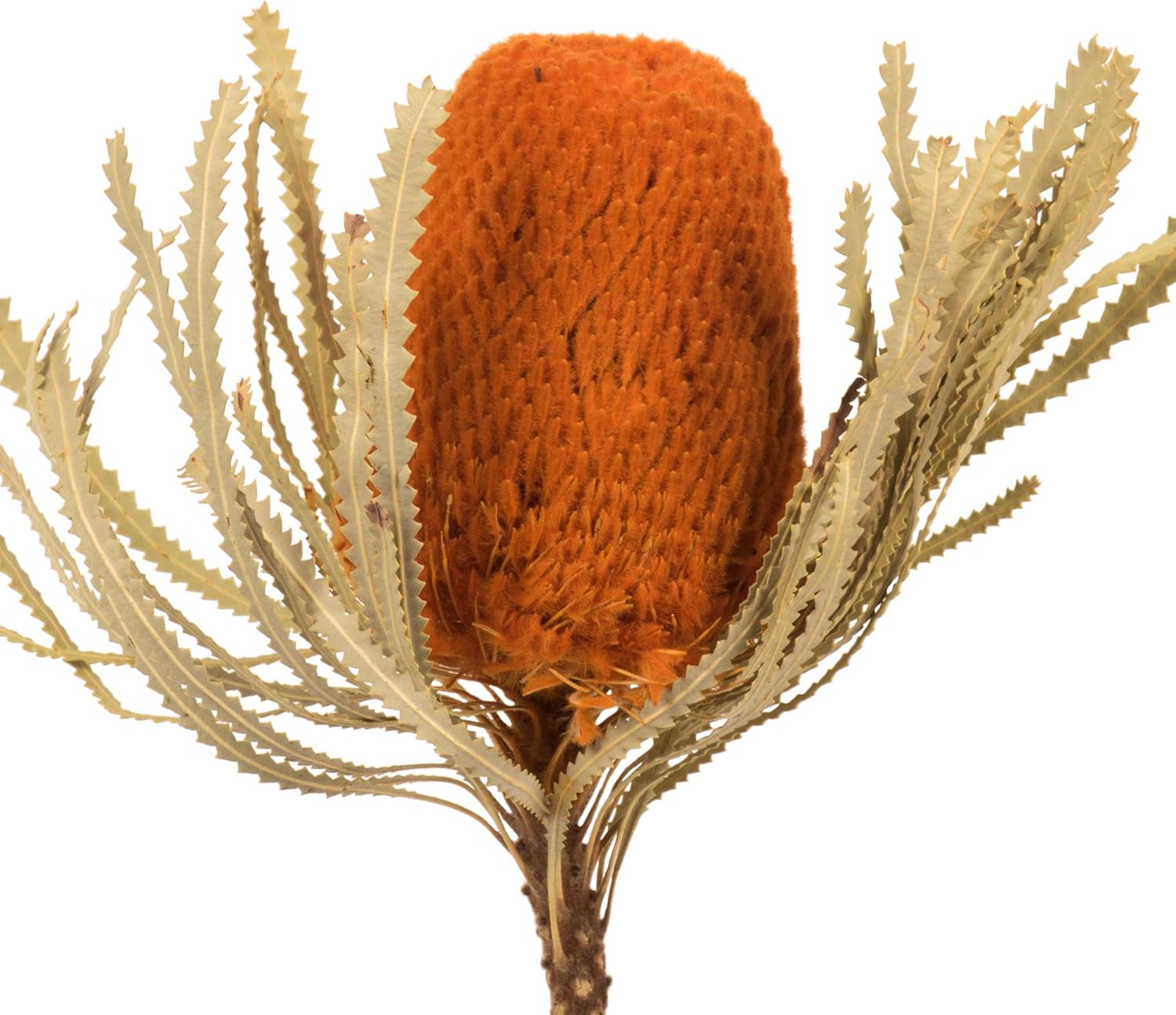 Vickerman 12 Inch Jumbo Autumn Banksia Flowers with Stem 3 Per Pack