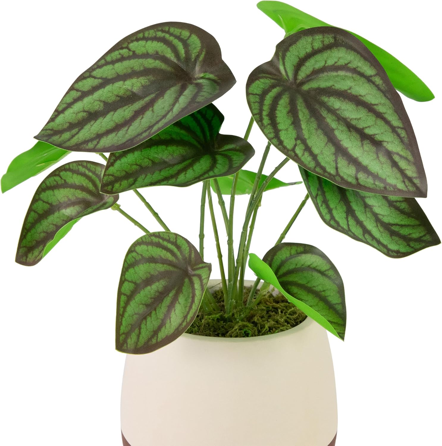 Northlight Artificial Peperomia Plant in Two-Tone Ceramic Pot
