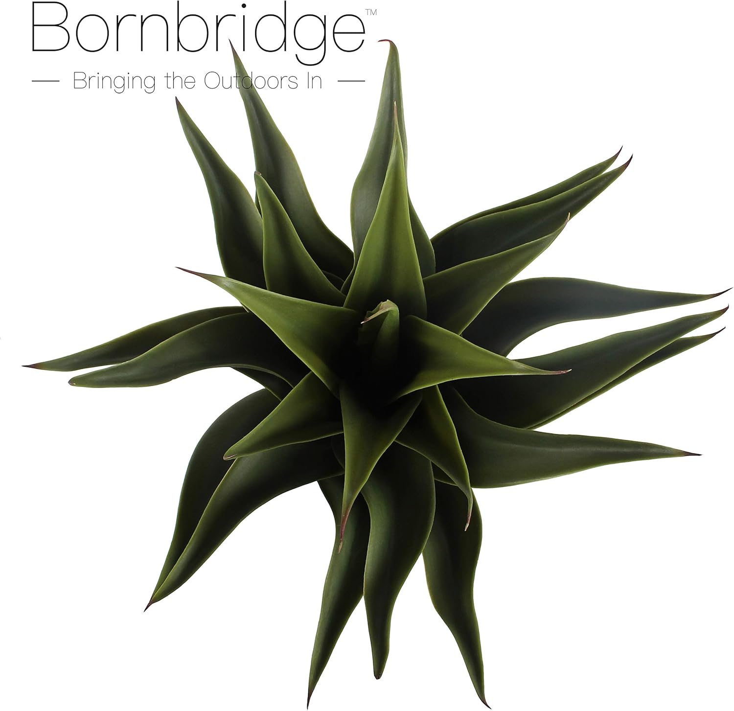 Bornbridge Artificial Agave Plant with Black Ceramic Planter