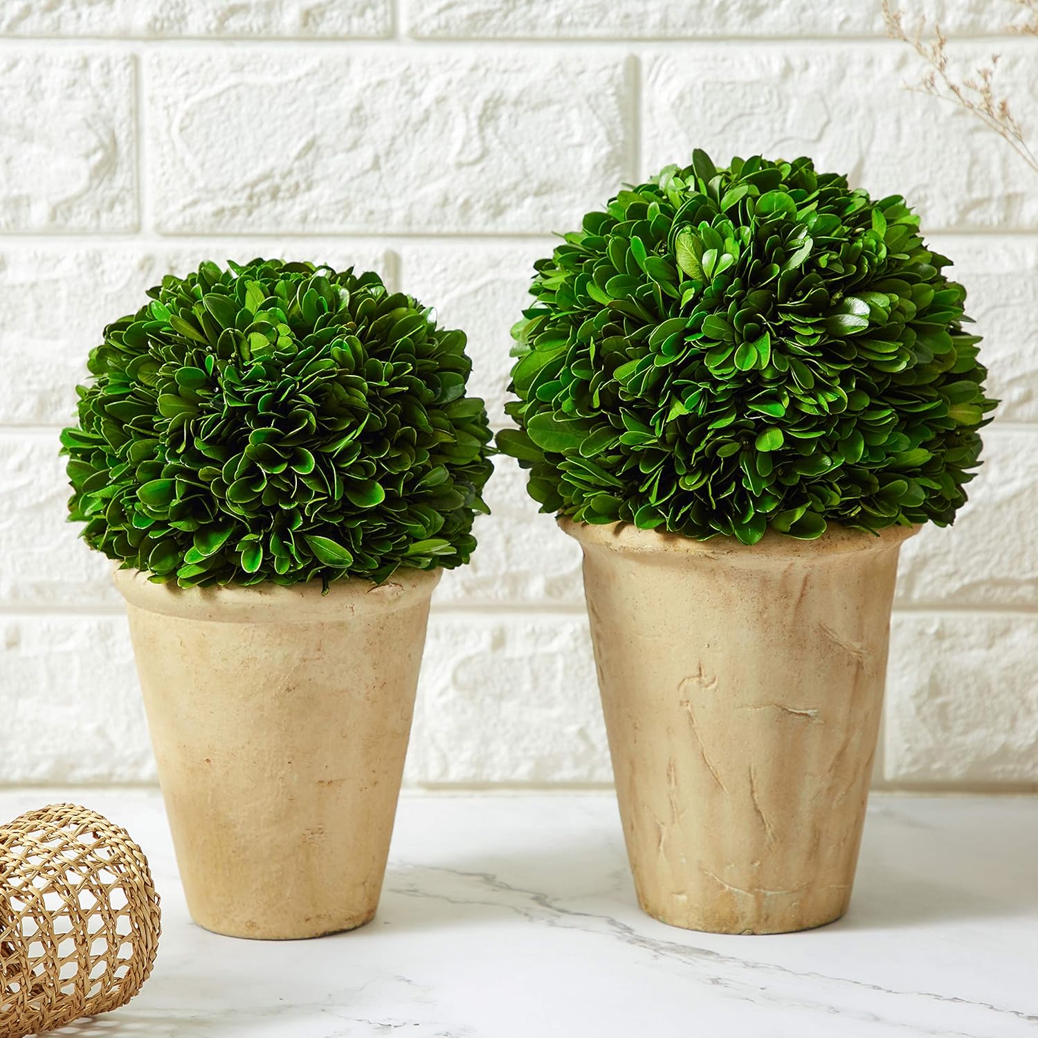 Real Preserved Boxwood Evergreen Potted Tree Globe Topiary 11 Inches