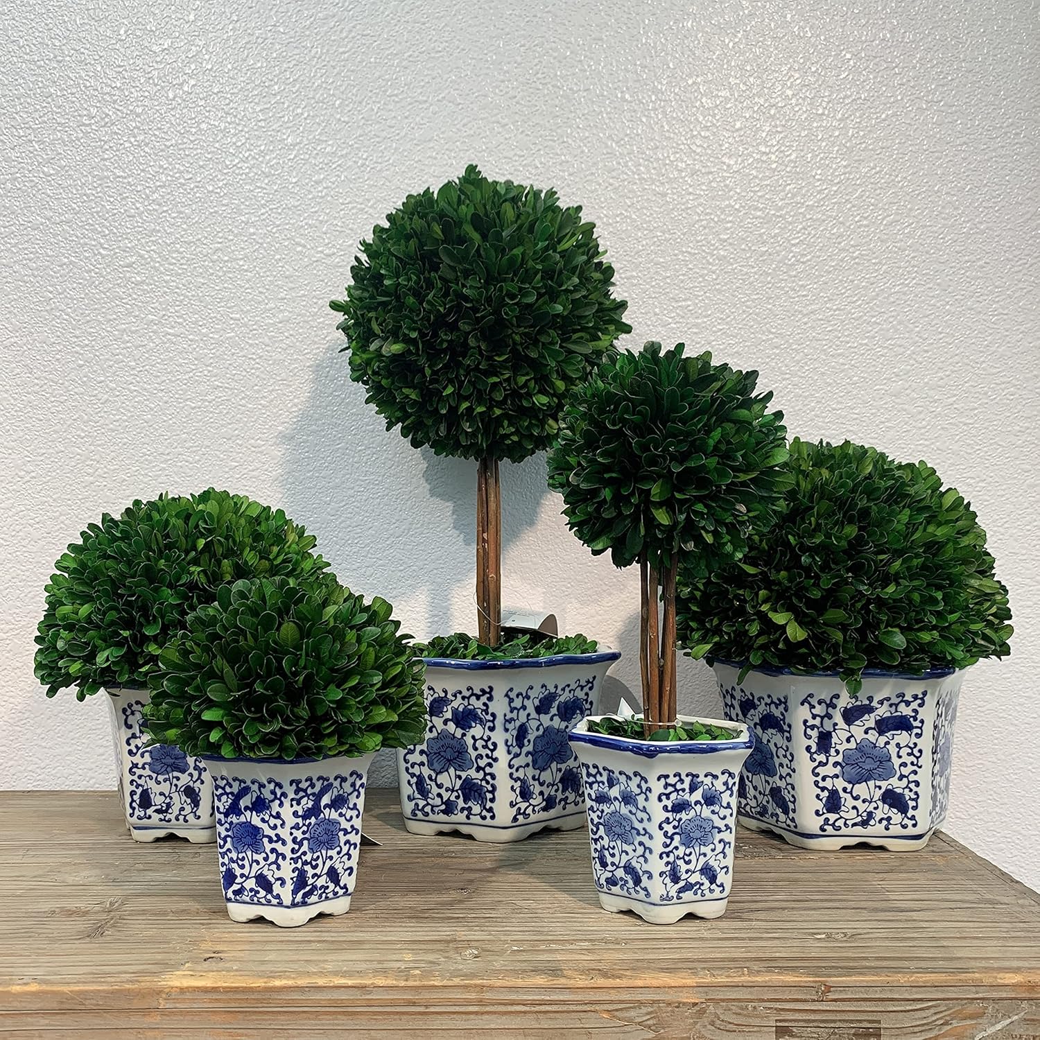Galt International 7 Inch Preserved Boxwood Ball in Blue White China Pot